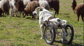 الأردن يركب عجلات لكلب بعد إصابته فى العمود الفقرى
