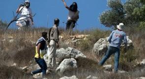 بيت لحم: مستوطنون يرعون أغنامهم في أراضي قرية المنية