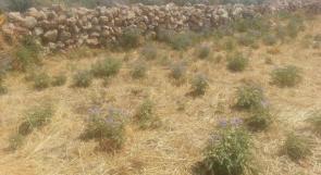 صور.. "الباذنجان البري"..خطر يهدد الزراعة في دير بلوط