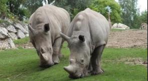 الصيد الجائر يهدد وحيد القرن بالانقراض بجنوب أفريقيا