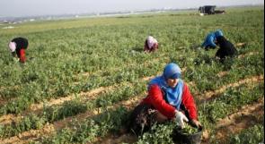 الفلسطينيات: ارتفاع الاقبال على التعليم ونصفهن عاطلات عن العمل