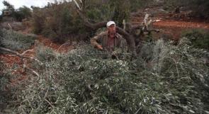 مستوطنون يقطعون أشجار زيتون في قريوت جنوب نابلس