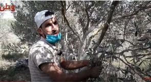 غزة.. كورونا تفرض نفسها على طقوس موسم الزيتون
