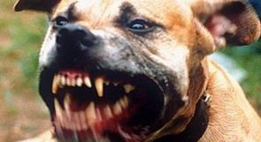 إنكلترا: خمسة كلاب ضارية تأكل فتاة