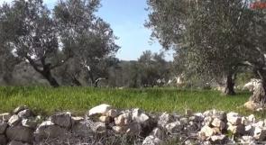 خاص لـ "وطن": بالفيديو... طولكرم: الأعشاب الجبلية يتهددها الانقراض