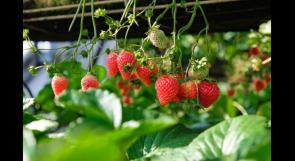 مزرعة أبو حسنين "النموذجية": فراولة معلقة تحرسها الحشرات وتغذيها الشمس