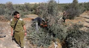 الخليل: الاحتلال يقطع عشرات الأشجار في بيت أمر