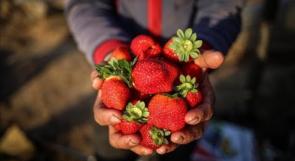 وزارة الزراعة لـوطن: العمل مستمرٌ من أجل فتح أسواق جديدة لمنتج الفراولة