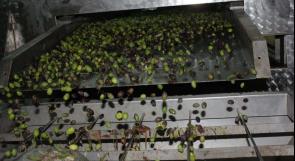 جودة البيئة: مخلفات عصر ثمار الزيتون (الزيبار) مادة ملوثة