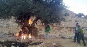 مستوطنون يضرمون النيران بأراض جنوب نابلس