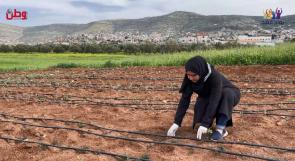 "زعتريات" مشروع ريادي زراعي نجح في استغلال مياه الأمطار على مدار العام