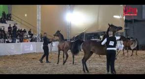 صهيل الأصالة يصدح في روابي.. انطلاق بطولة فلسطين لجمال الخيل العربية