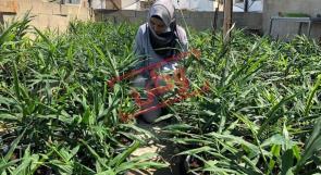 زراعة الزنجبيل على سطح المنزل.. فكرة ريادية هي الاولى من نوعها في فلسطين