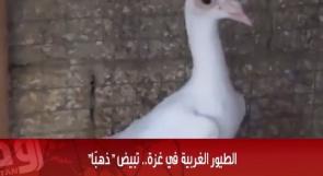 خاص لـ "وطن": بالفيديو... الطيور الغربية في غزة.. تبيض "ذهبًا"