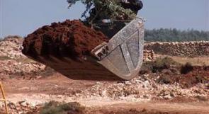 مستوطنون يقتلعون عشرات الأشجار في بالخليل