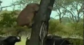 بالفيديو .. جواميس تنقض على أسد وتقتله نطحا