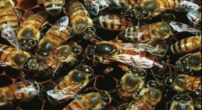 حل لغز تكاثر النحل بدون مشاركة الذكور