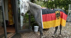 بالصور ..ناصر.. حصان عربي لا يعيش إلا داخل المنزل ويتكهن بمباريات كأس العالم