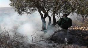 مستوطنون يحرقون عشرات أشجار الزيتون في عزون بقلقيلية