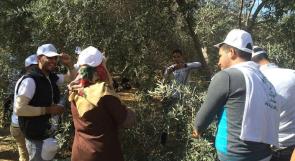 بالصور... غزة: الإغاثة الزراعية تشارك المزارعين في قطف الزيتون