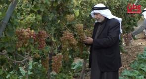 عنب الخليل ... موسم مثقل بإعتداءات جيش ومستوطني الاحتلال وتراجع الاسعار