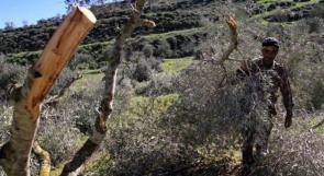 اقتلاع 500 شجرة زيتون في قرية اسكاكا شرق سلفيت