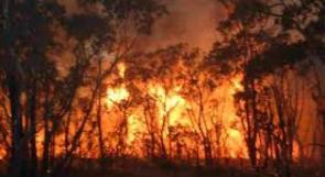 تدمير 150 شجرة في حريق وقع بين سيريس والفارعة