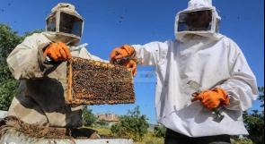 مربو النحل في غزة يذوقون المُر قبل العسل