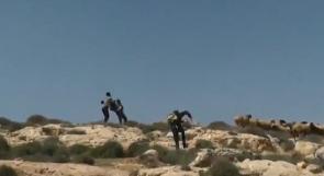 بالفيديو ... مسؤول امن مستوطنة يهاجم راعي اغنام قرب الخليل