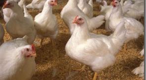 المقالة توقف استيراد الدجاج من مصر