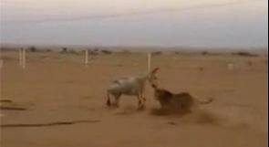 بالفيديو.. شباب في السعودية يطلقون اسداً على حمار ليفترسه حياً في البر