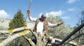 الاحتلال يقتلع 500 شجرة زيتون بسلفيت