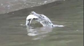 بالفيديو... تمساح أسترالي يلتهم أحد 'أقاربه'