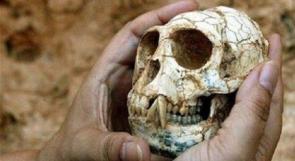 أبو ظبي..اكتشاف بقايا قرد تعود لـ 8 ملايين عام