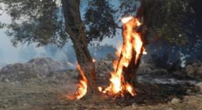 حريق يطال 60 شجرة زيتون في يعبد بجنين