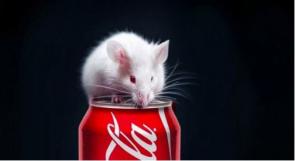 الفئران تتبلد نتيجة تناول المشروبات الغازية