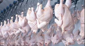 أزمة ارتفاع أسعار الدجاج الطازج تعود من جديد، ما الأسباب وما الحل؟