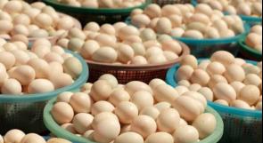 مزرعة لورين: نموذج "فريد" يوفر غذاءً عضوياً للدجاج وبيضاً صحياً للإنسان