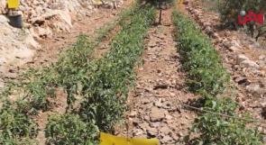 الزراعة في فرخة تحت تهديد الخنازير البرية والضعف المادي