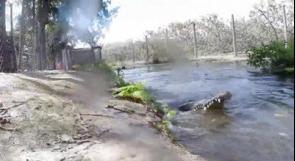 بالفيديو.. شاب أميركي ينجو من بين فكي تمساح مفترس بعدما حاول تصويره تحت الماء