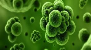 انجاز علمي للبناني اكتشف بكتيريا تأكل مواد عضوية ملوثة