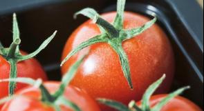 "قرص الطماطم" يساعد في تقليل خطر الإصابة بأمراض القلب