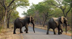 الجفاف يودي بأكثر من مئتي فيل خلال 9 أشهر في كينيا