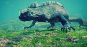 صور.. اكتشاف حيوان ضخم على سواحل الإكوادور: يشبه "جودزيلا"