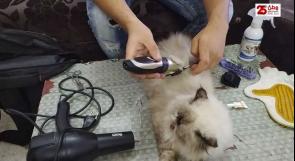 الأول من نوعه في غزة.. افتتاح صالون لتجميل القطط وتقديم العناية لها