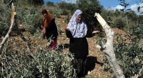 تحذيرات من تهريب الزيتون عبر إسرائيل وتوقعات بإنتاج 18 ألف طن زيت