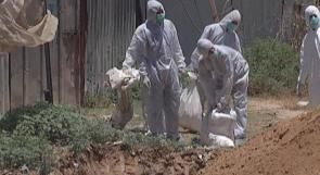 بالصور.. زراعة غزة تُعدم 8500 دجاجة مصابة بـ"إنفلونزا الطيور"