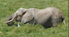 أنثى فيل آسيوية تجهض أثناء خضوعها لبرنامج انقاص وزن في "هيوستن"