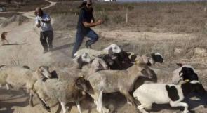 مستوطنون يرعون أغنامهم بين منازل المواطنين في يبرود والمغير ويتسببون بأضرار للمزروعات