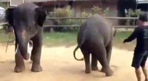 شاهد.. فيلة ترقص على "غانغام ستايل"